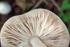 Volvopluteus gloiocephalus