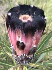 Protea lepidocarpodendron