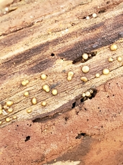 Helicogloea compressa