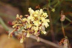 Tritoniopsis parviflora