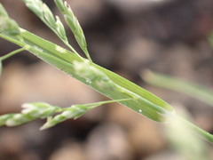 Poa annua