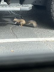 Sciurus carolinensis