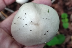 Volvopluteus gloiocephalus