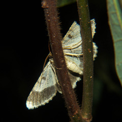 Ectropis bhurmitra