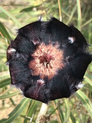 Protea lepidocarpodendron