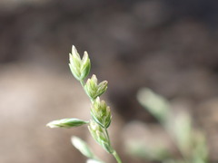 Poa annua
