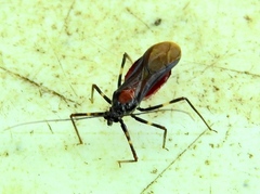 Graptocleptes
