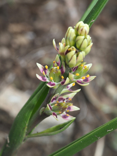 Wurmbea angustifolia