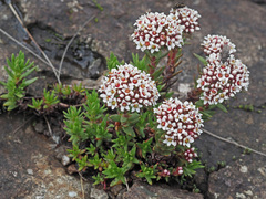 Crassula setulosa