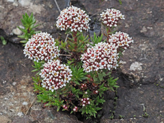 Crassula setulosa