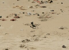 Motacilla capensis capensis