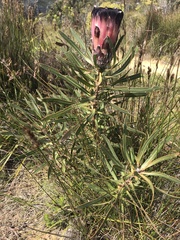 Protea lepidocarpodendron