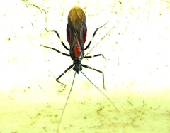 Graptocleptes