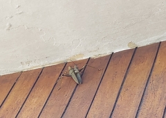 Tropidacris cristata