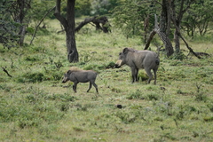 Phacochoerus africanus massaicus