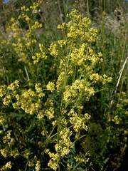 Galium × pomeranicum