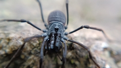 Ischyropsalis luteipes