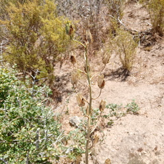 Albuca canadensis