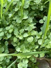Stellaria media