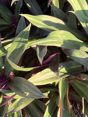 Tradescantia spathacea