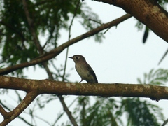 Muscicapa