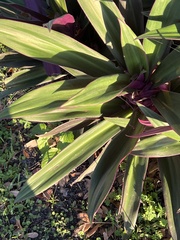 Tradescantia spathacea