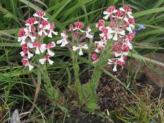 Zaluzianskya microsiphon