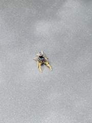 Phidippus arizonensis