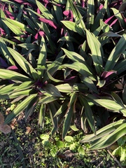 Tradescantia spathacea
