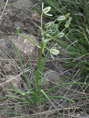 Albuca fastigiata