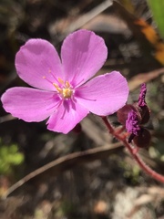Drosera hilaris
