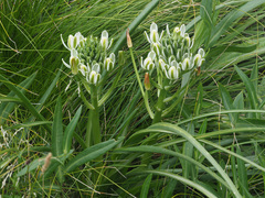 Albuca fastigiata