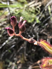 Drosera hilaris
