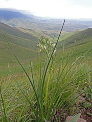 Albuca fastigiata