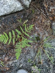 Pteridium aquilinum latiusculum