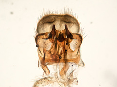 Sylvicola cinctus