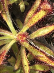 Drosera hilaris