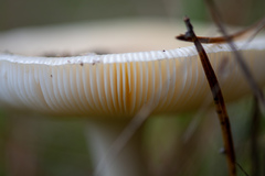 Amanita junquillea