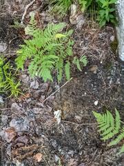 Pteridium aquilinum latiusculum