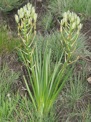 Albuca fastigiata
