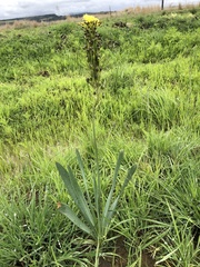 Bulbine narcissifolia