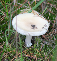 Amanita junquillea