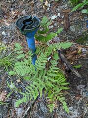 Pteridium aquilinum latiusculum