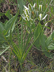 Albuca fastigiata