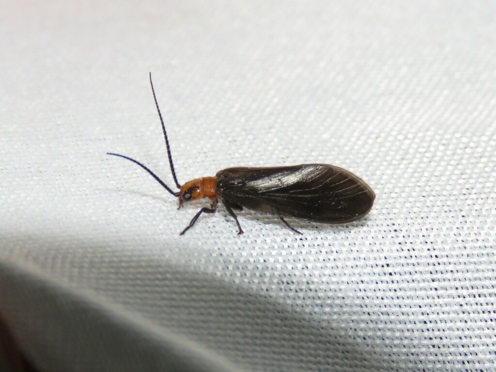 Ilyobius flammatus