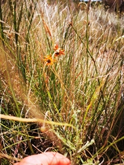 Ursinia