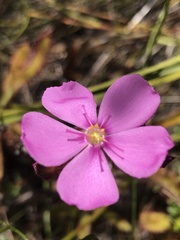 Drosera hilaris