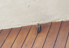 Tropidacris cristata