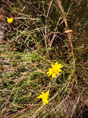 Ursinia