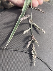 Echinochloa crus-galli